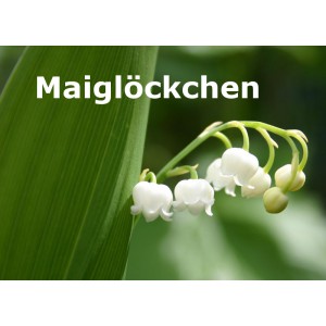 Maiglöckchen