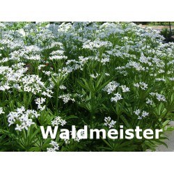 Waldmeister