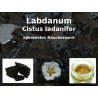 Labdanum Räucherharz Cistus ladanifer 100% natürlich "Mäc Spice" 