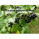 Cassis - schwarze Johannisbeere