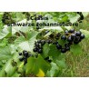 Cassis - schwarze Johannisbeere