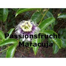 Passionsfrucht Maracuja