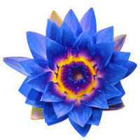 Blue Lotus  Nymphaea caerulea