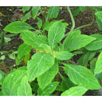 Salvia - Aztekensalbei divinorum