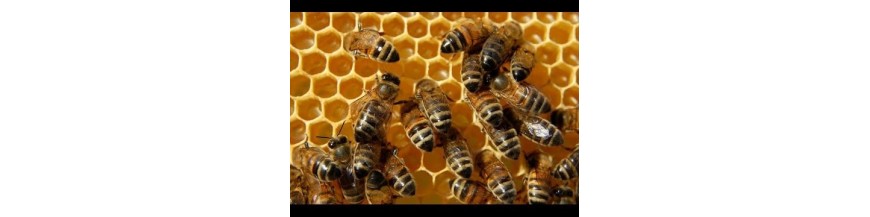 Bienenwachs propolis